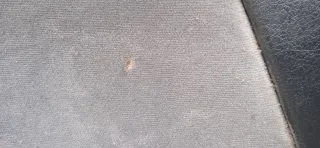 1483359077 Шторка багажника Citroen C8 Арт 94837876, вид 6